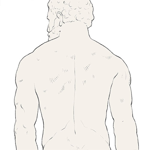 anatomy